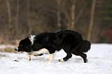 BORDER COLLIE 1148